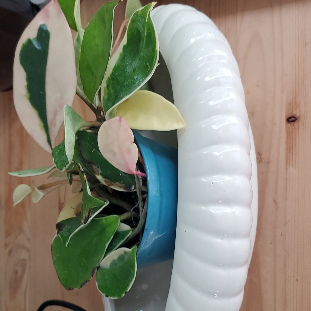 Vintage oval pot planter - Picture 4 of 7